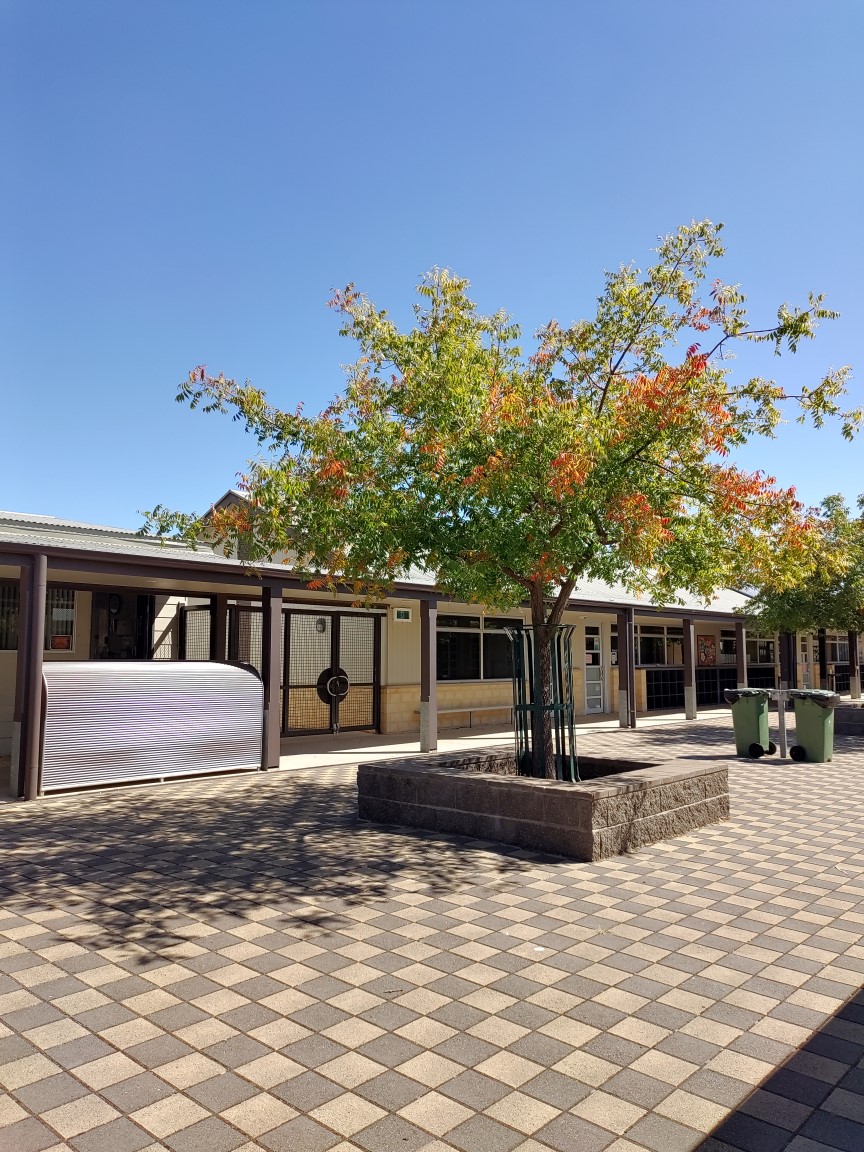 Photograph of courtyard tree in early autumn